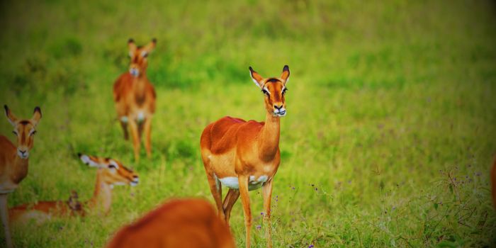 Satpura